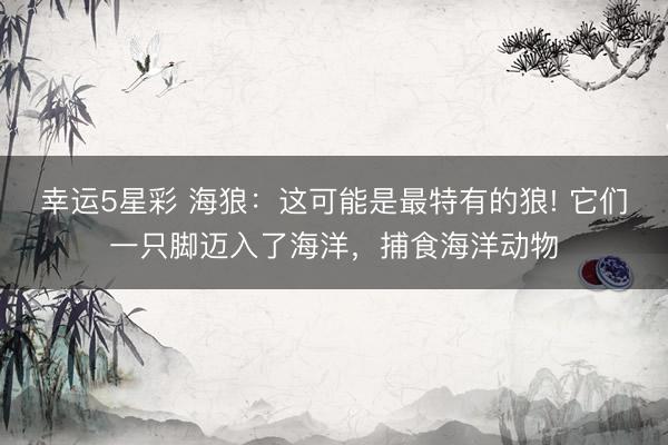 幸运5星彩 海狼:这可能是最特有的狼! 它们一只脚迈入了海洋,捕食海洋动物